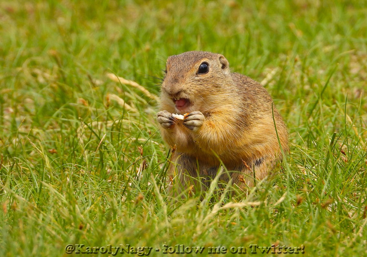 KarolyNagy's tweet photo. Ürgék (Spermophilus citellus) #EuropeanGroundSquirrel https://t.co/BeMUzVVved