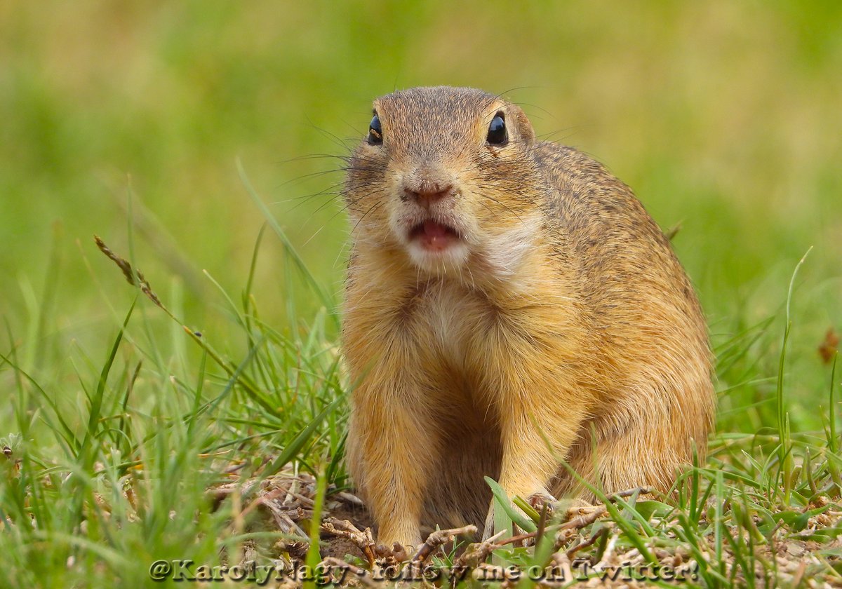 KarolyNagy's tweet photo. Ürgék (Spermophilus citellus) #EuropeanGroundSquirrel https://t.co/BeMUzVVved