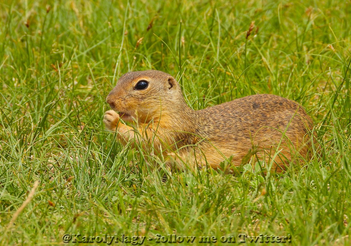 KarolyNagy's tweet photo. Ürgék (Spermophilus citellus) #EuropeanGroundSquirrel https://t.co/BeMUzVVved