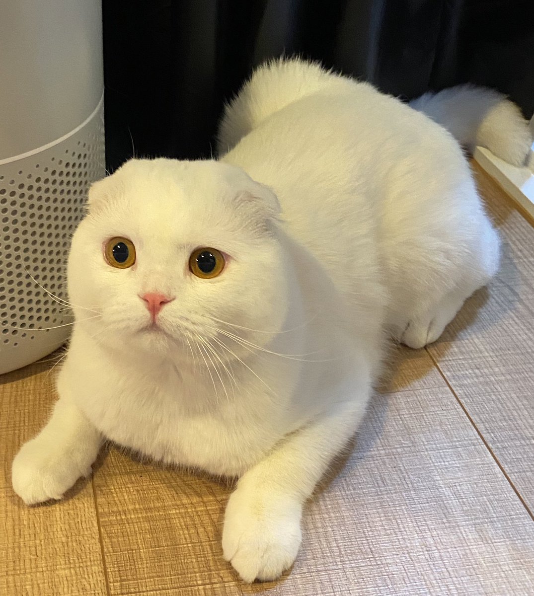 เปนสฟิงซ์คับ