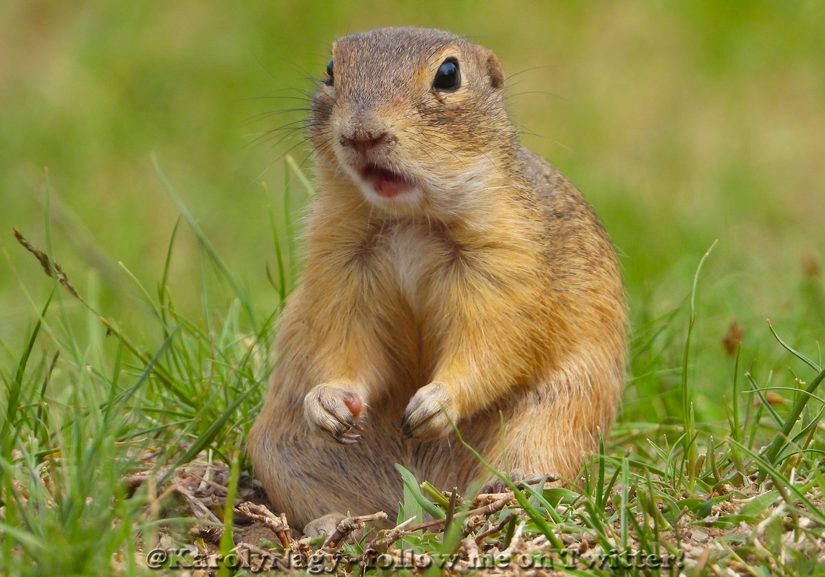 KarolyNagy's tweet photo. Ürgék (Spermophilus citellus) #EuropeanGroundSquirrel https://t.co/MGEHy1x5uA