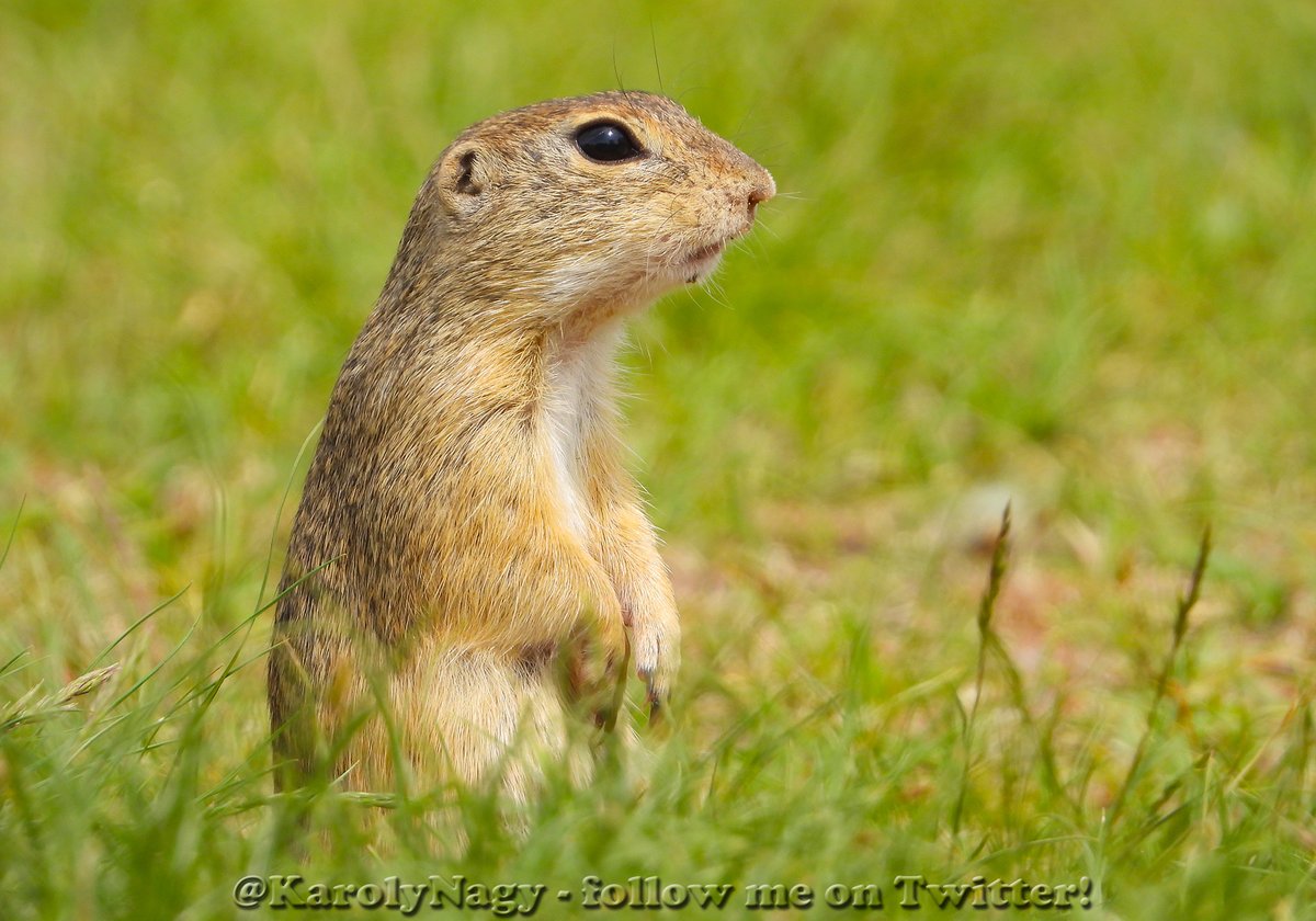 KarolyNagy's tweet photo. Ürgék (Spermophilus citellus) #EuropeanGroundSquirrel https://t.co/MGEHy1x5uA