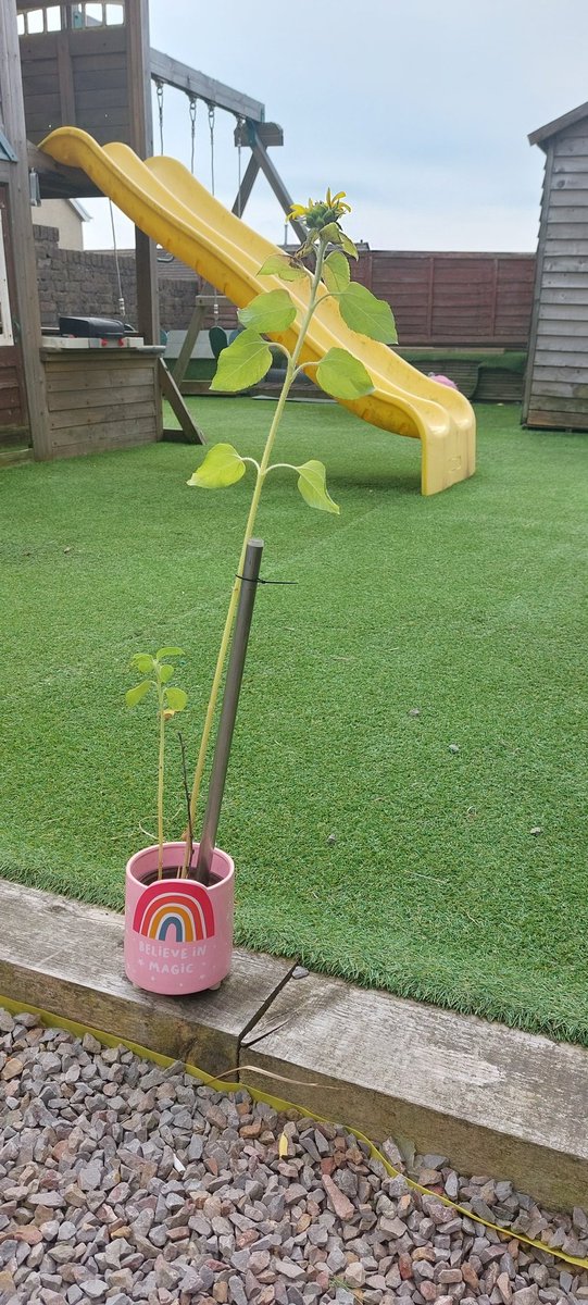 LauraTabbott's tweet photo. Look at my sunflower growing 🌻 @RYFGwyrdd2021 @rhosyfedwen https://t.co/uGposE6Ex1