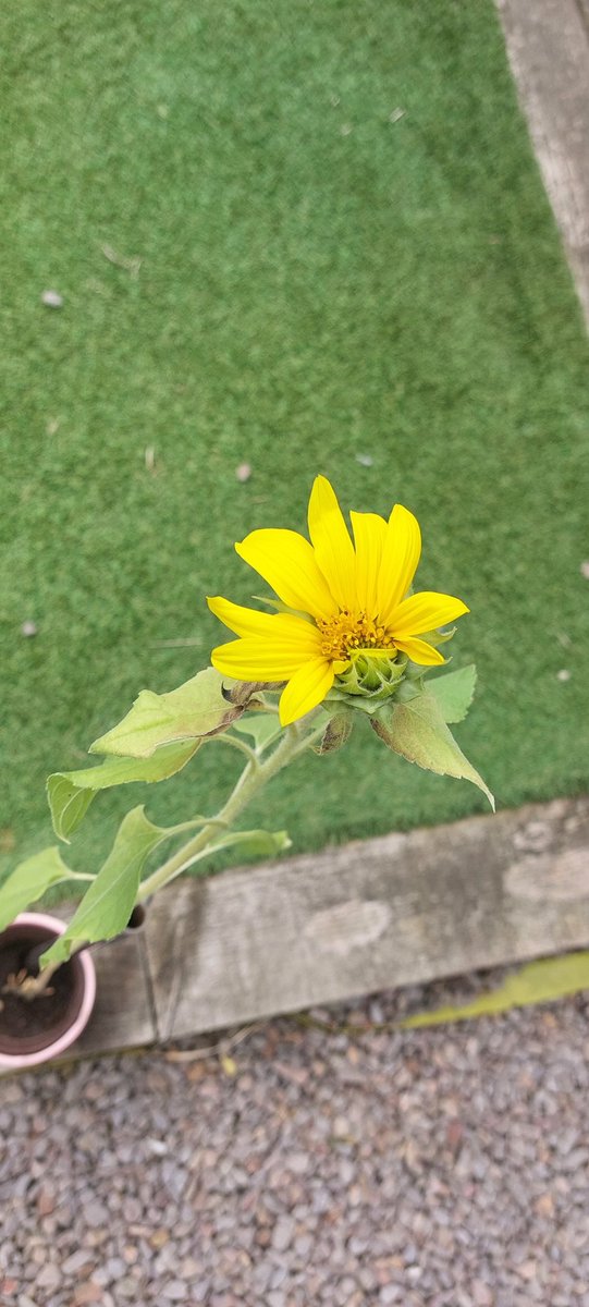 LauraTabbott's tweet photo. Look at my sunflower growing 🌻 @RYFGwyrdd2021 @rhosyfedwen https://t.co/uGposE6Ex1