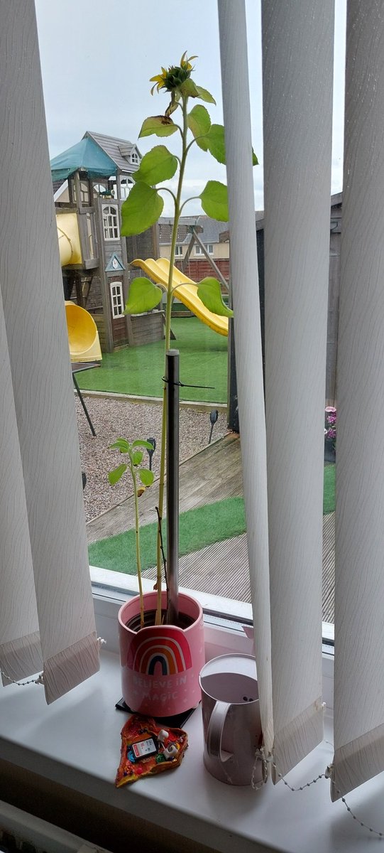 LauraTabbott's tweet photo. Look at my sunflower growing 🌻 @RYFGwyrdd2021 @rhosyfedwen https://t.co/uGposE6Ex1
