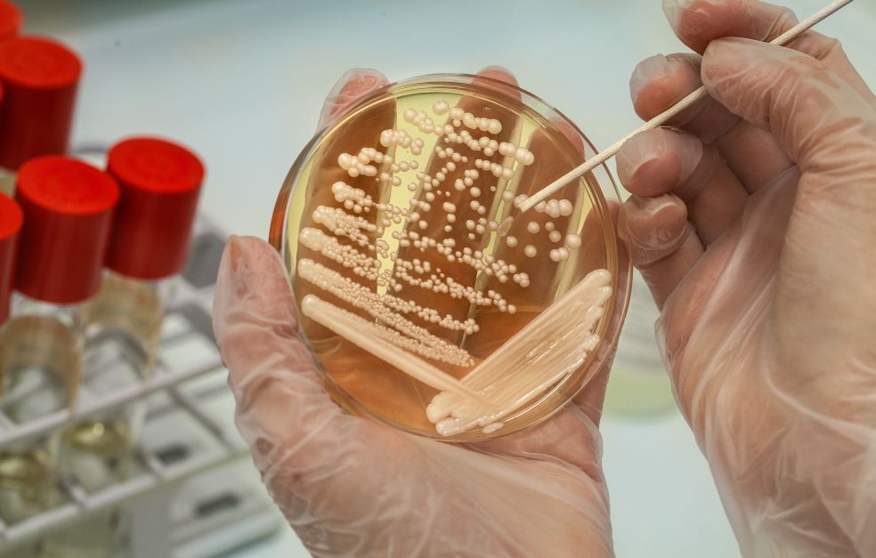 SystBio_UU's tweet photo. #SystBioseminar this Wednesday at 2pm🌟in person🌟. @DeNovoRego from @StelkensLab at @Stockholm_Uni is presenting on 🤸♂️The dynamics of #adaptation to complex environments. #yeast #experimental #evolution https://t.co/8Lb4LD3c3k