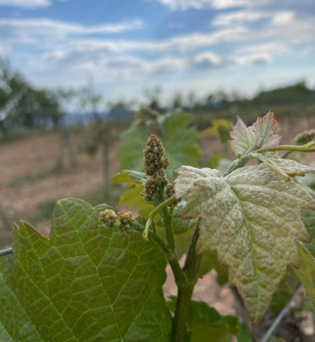 CavesBohigas's tweet photo. Creixent… 🌿🍇
.
.
Creciendo… 🌿🍇

#bohigas #cavesbohigas #canmacia #vinya #viñedos #vid #ceps #raim #uva #celler #bodega #odena #anoia https://t.co/HVJIUxA1Hr