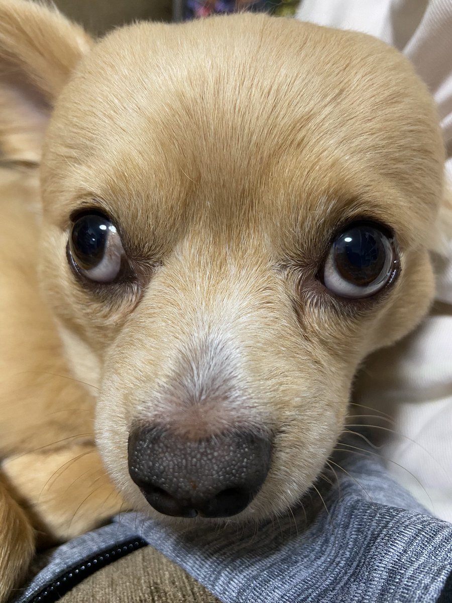 kness0416's tweet photo. #チワワ　
#愛犬
＃ご機嫌ナナメ
#呼んでも来ない
#何かあったん https://t.co/wqYtY986gX