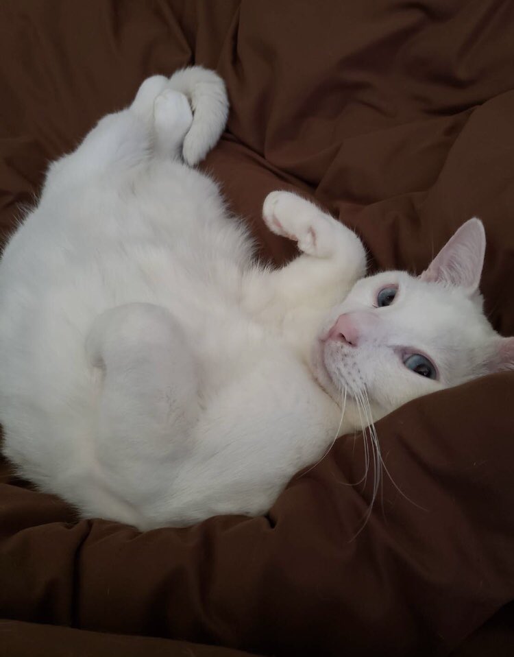 俺って可愛いやろって顔をするテトくん