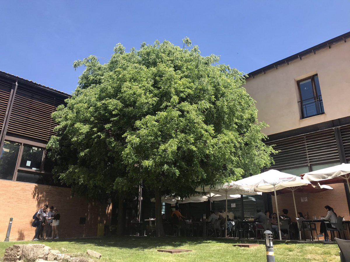 AlmecesTO's tweet photo. ¡Madre mía, cómo van los almeces del patio del edificio Madre de Dios-San Pedro Mártir de la @uclm_es! ¡Qué verdor, qué sombra! 🌳 #Celtisaustralis https://t.co/4kC6MN56KX