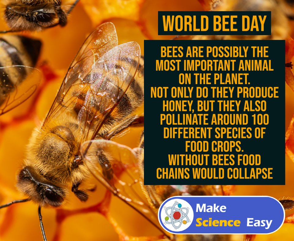 MakeSciEasy's tweet photo. Today is World Bee Day. 🐝🐝🐝
Bees are one of the most beloved and important species of animal in the world. 

They are vital in the pollination of crops. Without bees, food webs would collapse. 

Learn more about bees and food webs https://t.co/I2g9gL3BEV

#worldbeeday #bees https://t.co/1djCzdGM18