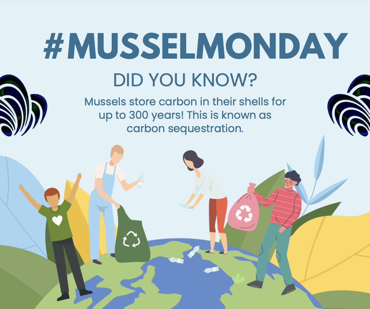 MusselMagic's tweet image. We're back to #MusselMonday already! T-4 days until our Dragons Den presentation at @PlymUni ! Remember to check out our website if you have a minute musselmagic.org 🐟