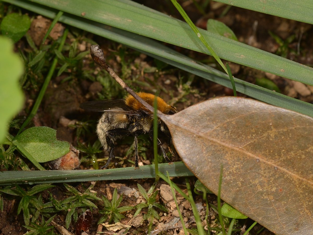 sabikikori5's tweet photo. #スイセンハナアブ がスイセンの根際で産卵中。
#Merodon equestris #Syrphidae #Diptera https://t.co/jsbpYaBjUi