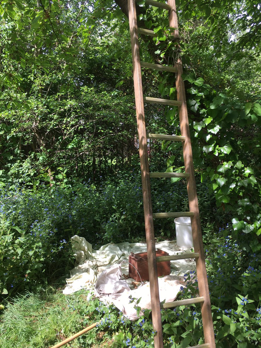 TTVBKA's tweet photo. SWARM MONDAY: in apiary this a.m. Casually looking around found swarm up usual tree. Recovered it. Meanwhile another swarm issued from different hive but returned. Hmmm, need to look at QC policy. https://t.co/wOiu9hRH8i