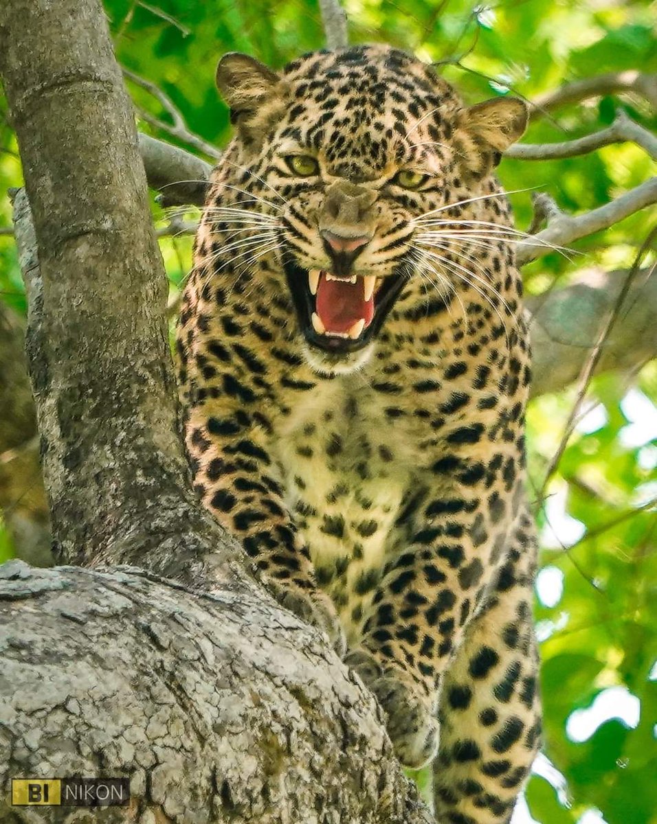 Amazing 'Anger' shot of Leopard spotted at Bardiya National Park. #savethewildlife 

Pic. rawal_binay