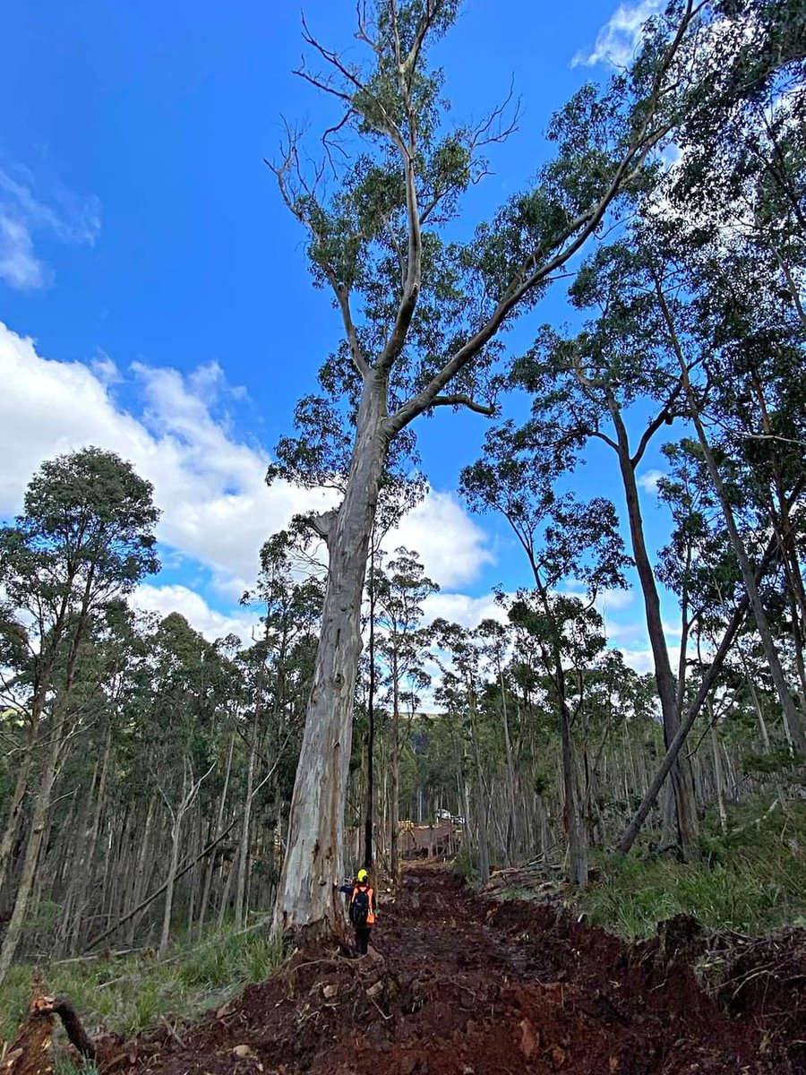 JCrooka's tweet photo. Why is logging machinery operating within the Tree Protection Zone of these trees if they are being retained?   This will result in the trees death and the animals that call it home die as well. This is in the Wombat Forest @MaryAnneThomas @LilyDAmbrosioMP https://t.co/SKNpFamHQE