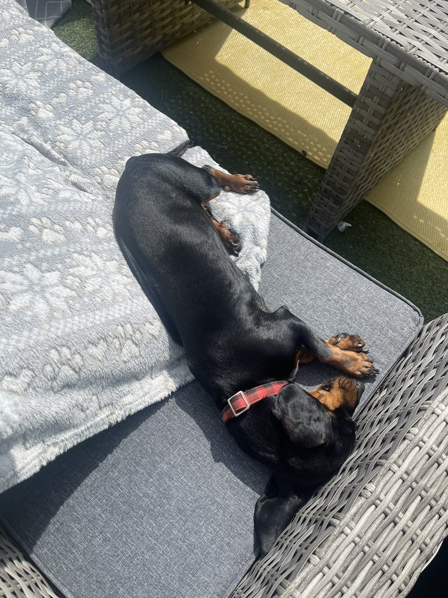 AleksandrKnight's tweet photo. Hot dog. https://t.co/pjBPtsJsLN
