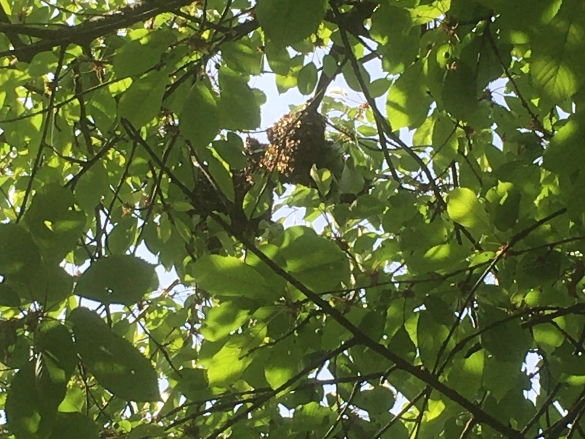 TTVBKA's tweet photo. Swarms end up so often in the same tree I might get a staircase built. https://t.co/zy1wWoMK7P