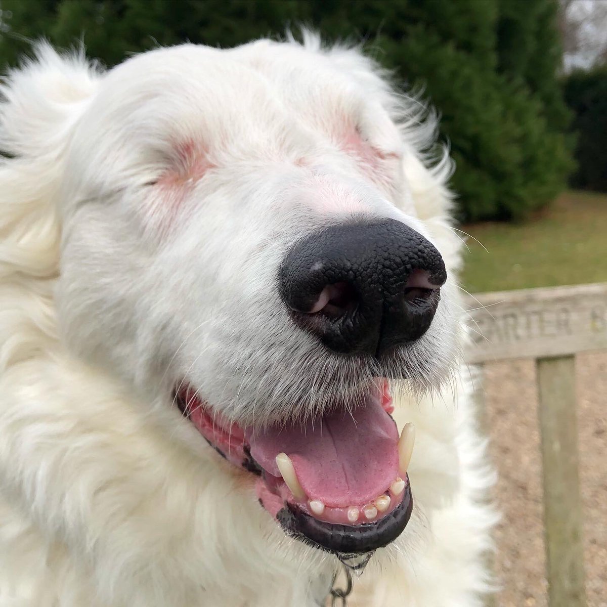 WOW!! Thank you for all your lovely photos and for all your kind words. I might not be able to see them but I can feel them and that’s what matters most. So many friends!!! I hope my smile shows you how happy I am