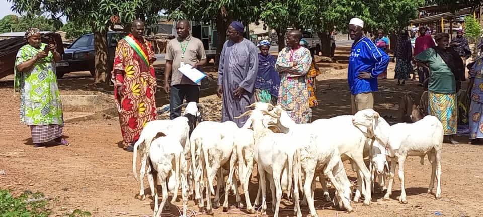 ONG_Amedd's tweet photo. Remise de béliers race Balibali (Géniteur) aux femmes productrices de Bloc metocour (bloc multi nutritionnel) dans la commune de #Ngountjina, #ZANGASSO, et #Farakala dans le cadre du projet ÉLEVAGE/#PACBAO financé par la #CEDEAO. #AMEDD2022 https://t.co/nBs5U7LsWH