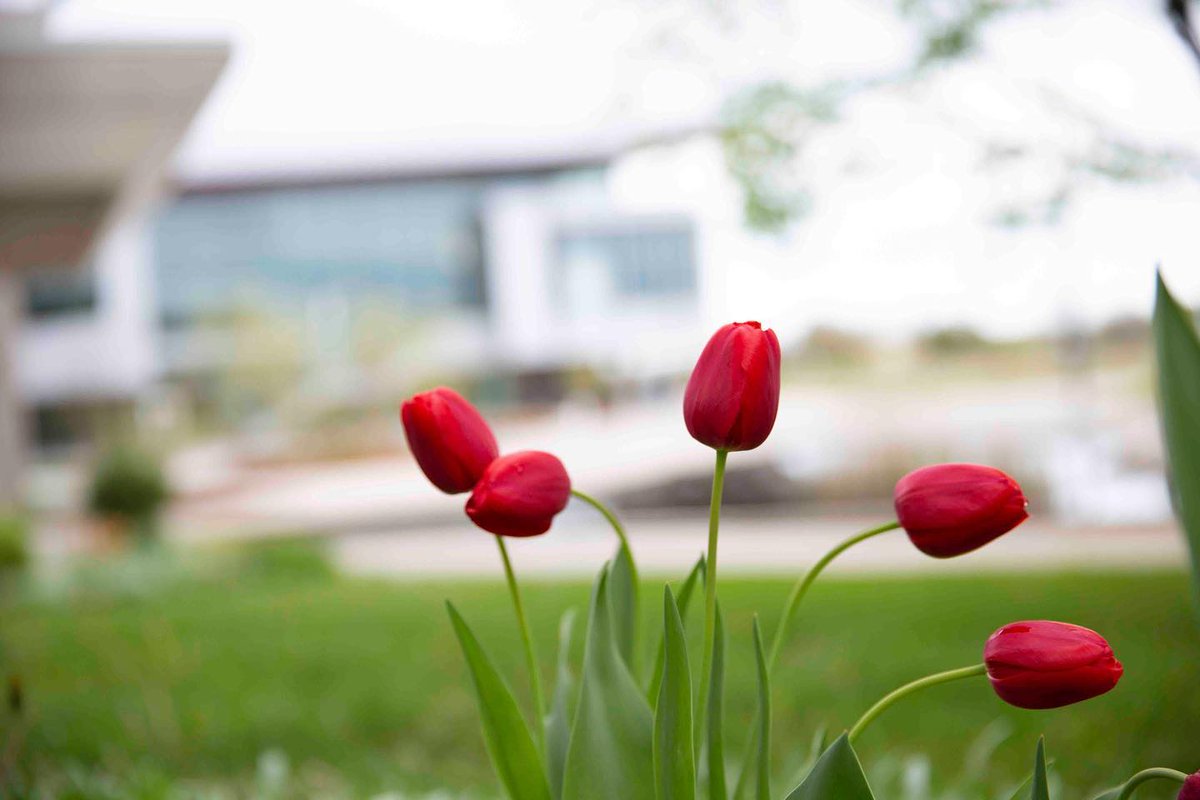 It's the first day of Spring Term @LambtonCollege! Our beautiful campus is in bloom with students, employees, community guests, and of course our beautiful landscaping. Let's do this, Lambton! #TheLambtonWay