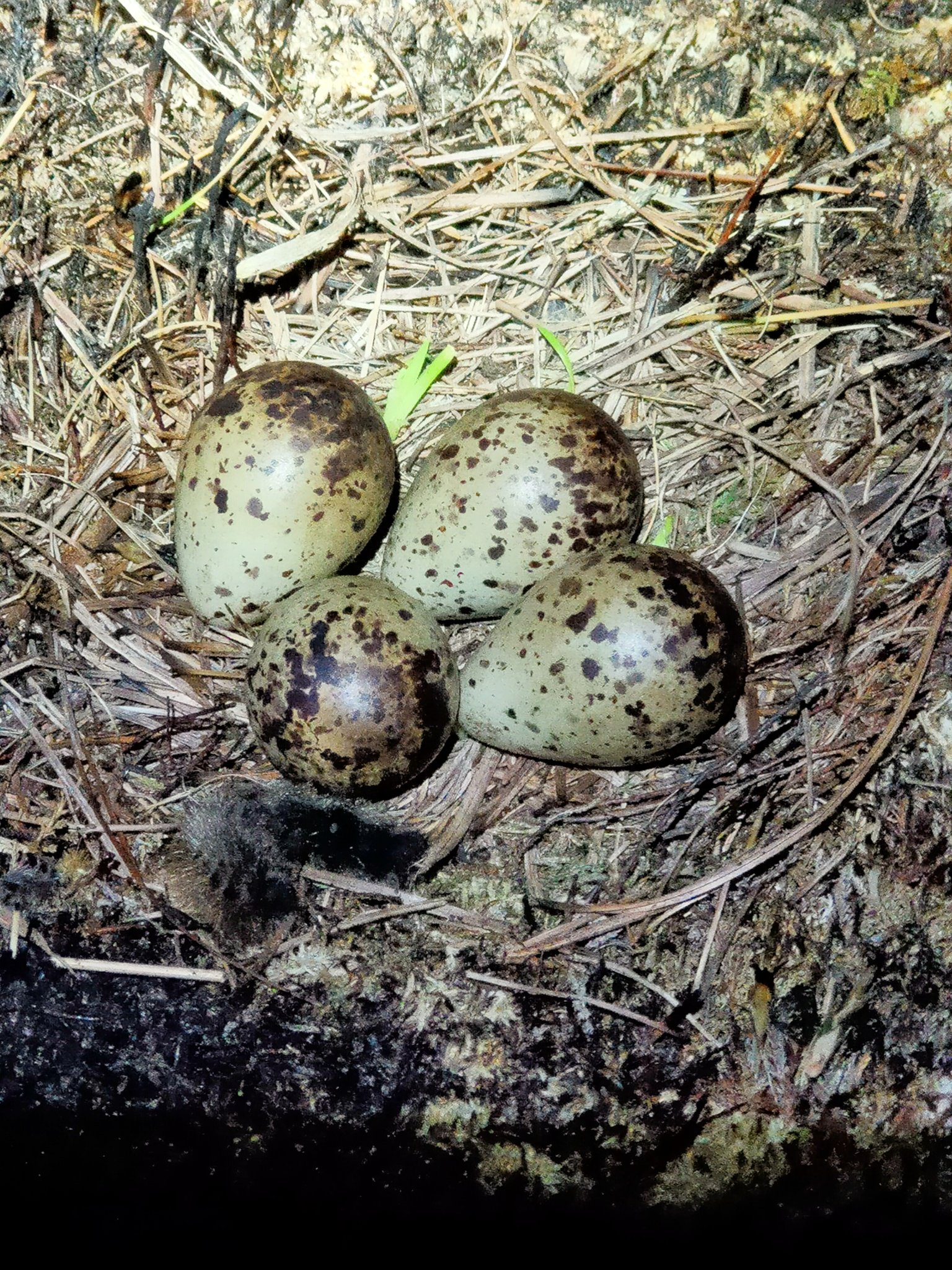 Spotted Redshank nest