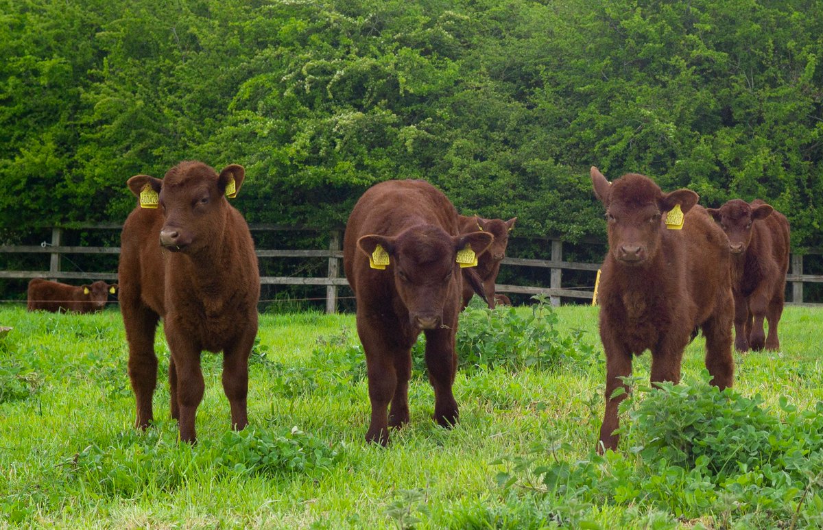 MassingberdMund's tweet photo. The Lincoln Red calves are out enjoying the sun and green grass of the pastures. 
#JoysofSpring #pastureraised #pastureforlife #lincolnredcattle https://t.co/OpIQUymWcP