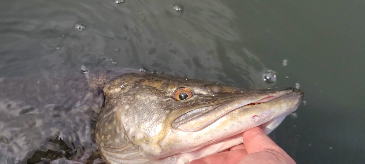 EUAngler's tweet image. Look at those eyes just wondering does fish thinks something 🤔 🙂🎣🐊 #pikeflyfishinguk #pikeflyfishing #pikeonfly #gonefishing @mcfluffchucker
