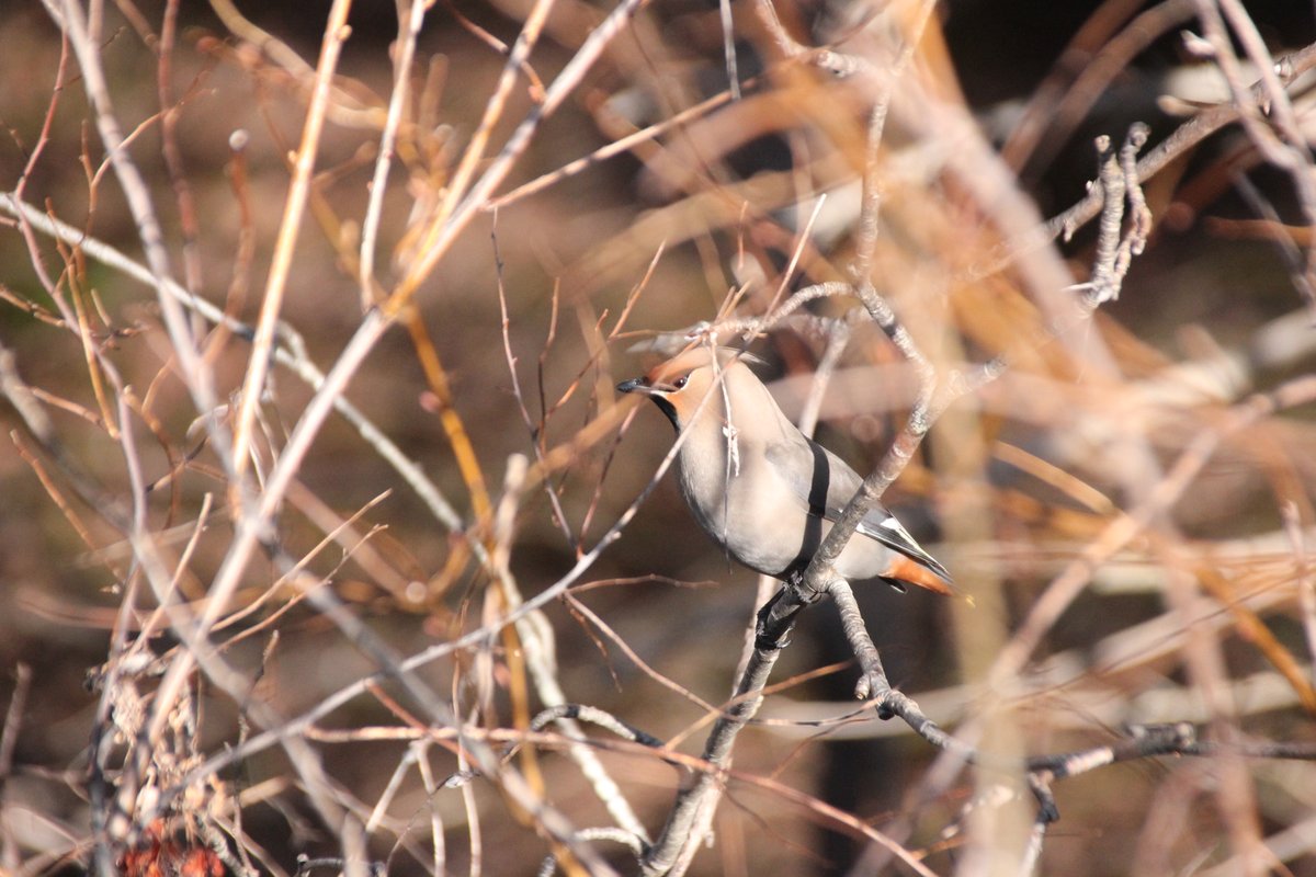 SourisWildlife's tweet photo. Cedar waxwings seen along the Confederation Trail near Souris this past Saturday by Wanda Bailey. 😊🌞💕
#NatureIsBeautiful #BirdsEatingBerries #SpringOnPEI https://t.co/Foo5rg5Pql