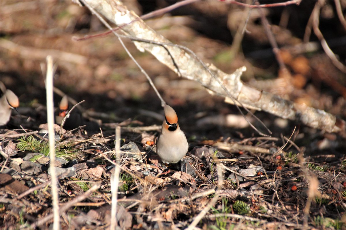 SourisWildlife's tweet photo. Cedar waxwings seen along the Confederation Trail near Souris this past Saturday by Wanda Bailey. 😊🌞💕
#NatureIsBeautiful #BirdsEatingBerries #SpringOnPEI https://t.co/Foo5rg5Pql