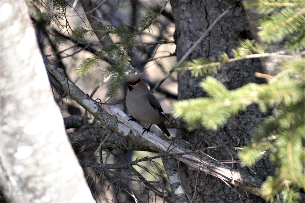 SourisWildlife's tweet photo. Cedar waxwings seen along the Confederation Trail near Souris this past Saturday by Wanda Bailey. 😊🌞💕
#NatureIsBeautiful #BirdsEatingBerries #SpringOnPEI https://t.co/Foo5rg5Pql