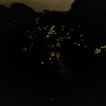 ツイートに含まれる画像