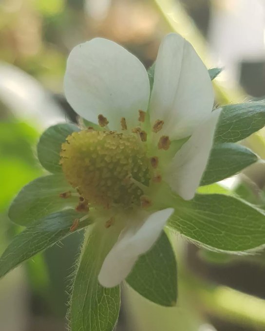 2 pic. ?Grew my first berry? https://t.co/rPisEY1oLk