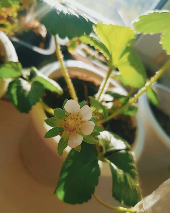 1 pic. ?Grew my first berry? https://t.co/rPisEY1oLk