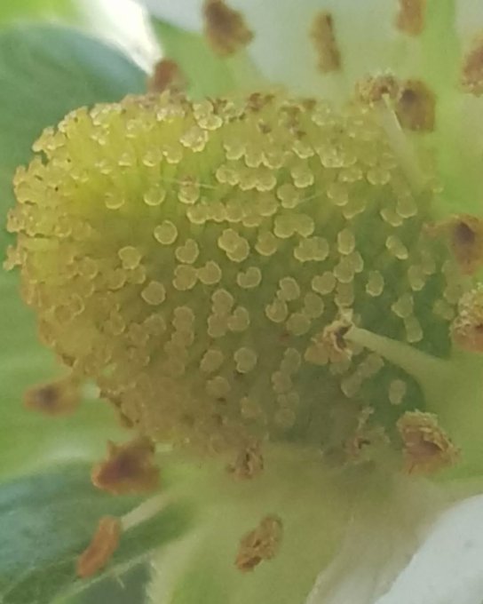 3 pic. ?Grew my first berry? https://t.co/rPisEY1oLk