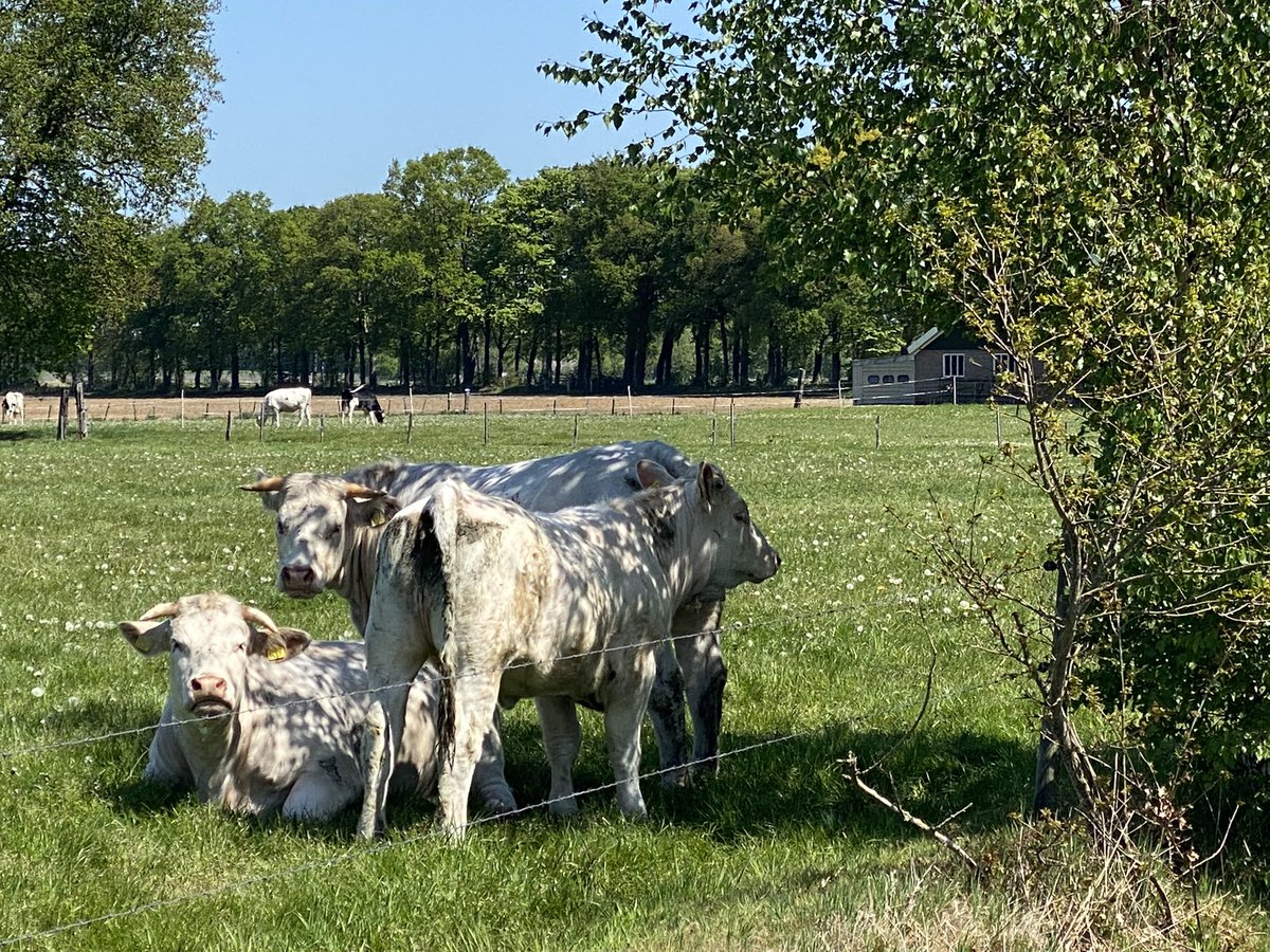 Ervenplatform's tweet photo. Schaduw voor koeien. Laat her en der inheemse struikopslag lekker staan! Ook interessant voor vele andere beestjes. Kleine moeite en groots effect. https://t.co/vECCKoVs7X