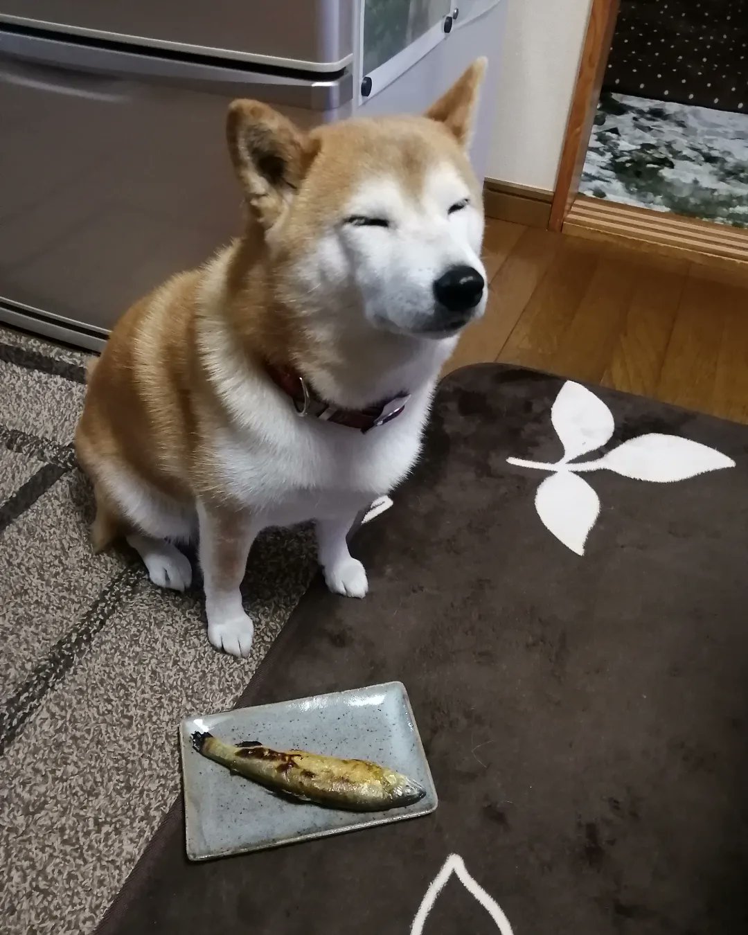 Hirara Al Twitter 犬は餌を見たらヨダレを垂らし バウワウするよね しかし うちの犬は 待て をするとナゼか遠い世界へ行ってしまう 柴犬ハナの夕食 大好物の鮎まち 柴犬ハナ T Co 0bkhexet3d Twitter