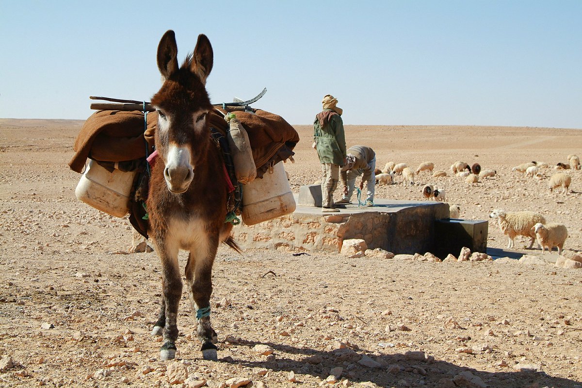 Oxford Saïd Insights (@sbsinsights) on Twitter photo 'Stronger monitoring of the legally complex trade in donkey skins may have benefits for #WildlifeConservation .'
<a href="/ewanamacdonald/">Ewan Macdonald</a> (<a href="/OxfordSBS/">Saïd Business School</a>) comments on his new research, which reveals novel links between the #Donkey skin and wildlife trades.
sbs.ox.ac.uk/news/research-… 'Stronger monitoring of the legally complex trade in donkey skins may have benefits for #WildlifeConservation .'
<a href="/ewanamacdonald/">Ewan Macdonald</a> (<a href="/OxfordSBS/">Saïd Business School</a>) comments on his new research, which reveals novel links between the #Donkey skin and wildlife trades.
sbs.ox.ac.uk/news/research-…