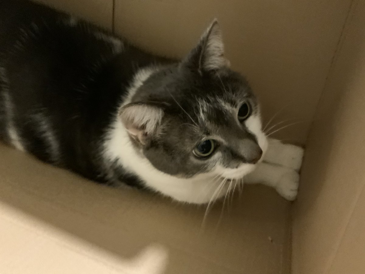 Sarey 🇺🇦🤬🦊🗡@bunnynut67.bsky.social tweet media