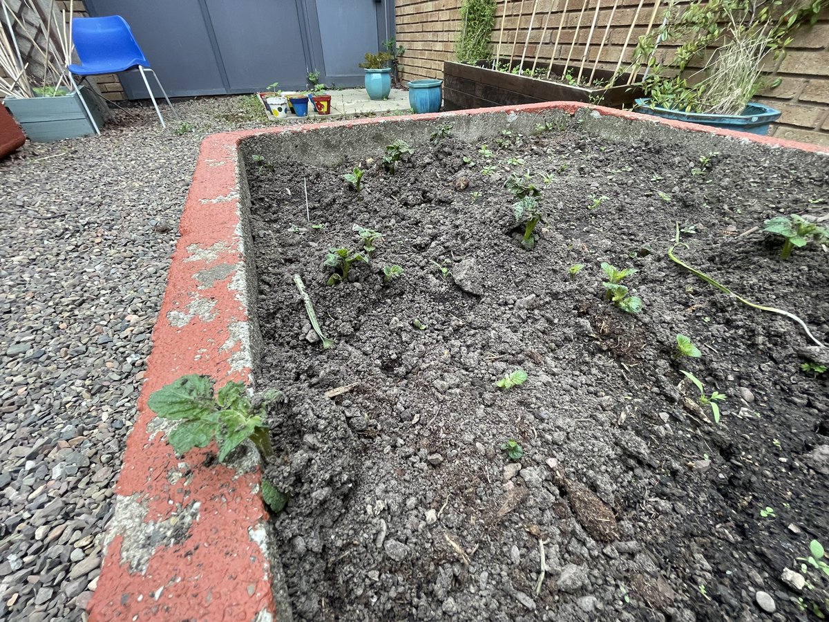 Potatoes potatoes potatoes! Cover them up make them grow!! <a href="/knox_eco_comm/">Knox Eco-Committee</a> <a href="/KnoxBiology/">Knox Biology</a> <a href="/knoxacademy/">Knox Academy</a>