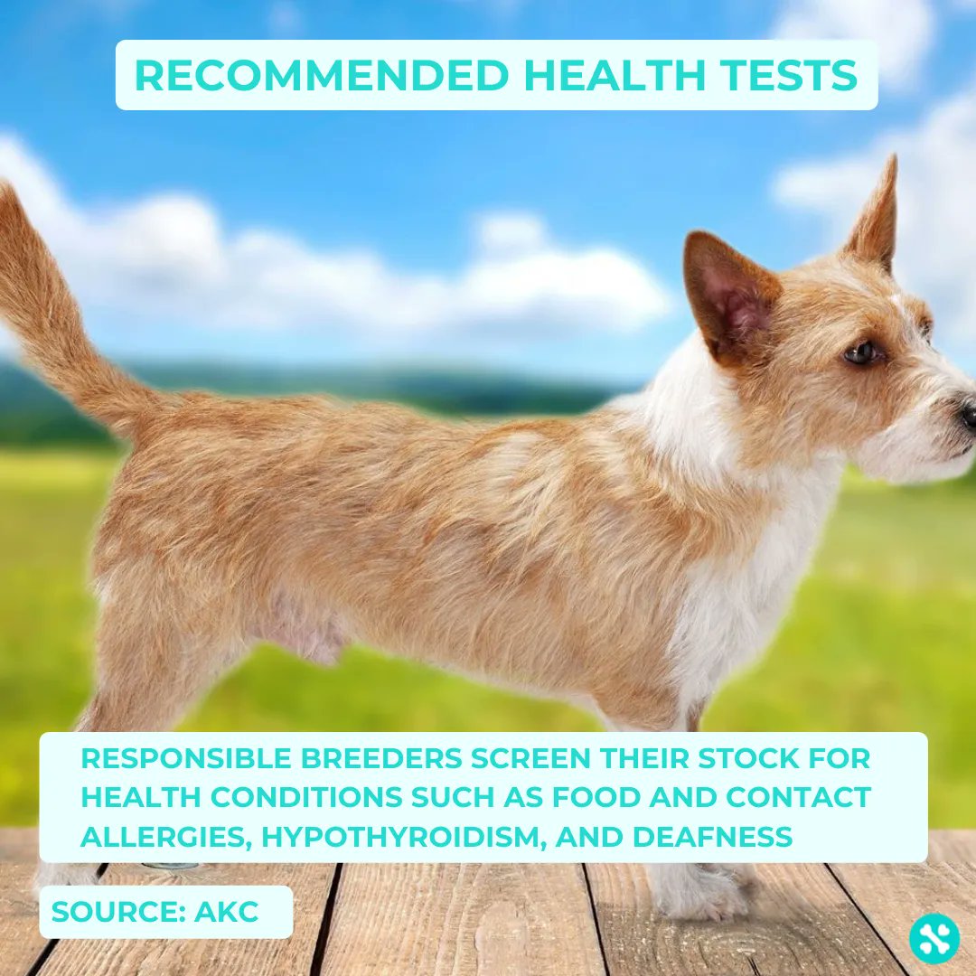 Tailwise 🐾 tweet media