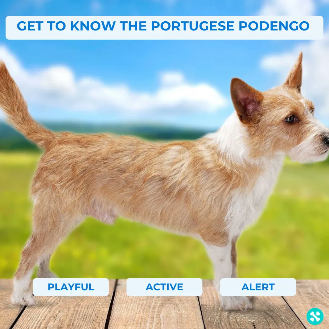 Tailwise 🐾 tweet media