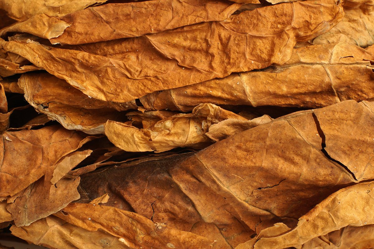 Cegar_io's tweet photo. Did you know that in the United States alone, experts suggest up to 95% of #Cuban #cigars are counterfeit? 🤯

Wrapped in secrecy, with impeccable leafy disguises, aficionados are being duped by these imitations.

Our #NFT-backed cigar is here to tackle that exact problem 😎 https://t.co/BFRZLuSgcT