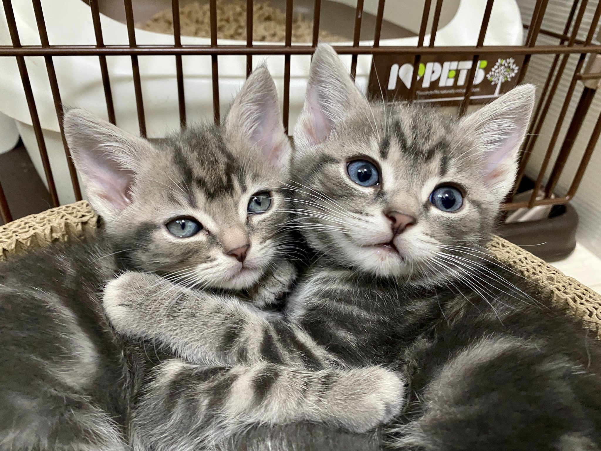 ねこプラス アメリカンショートヘアの子猫たち 抱き合うようにして寝ていました 仲良し姉妹です 猫 ねこ 猫好きさんと繋がりたい 猫のいる暮らし 猫のいる生活 アメリカンショートヘア 子猫 T Co Dwgwrn5vx7 Twitter