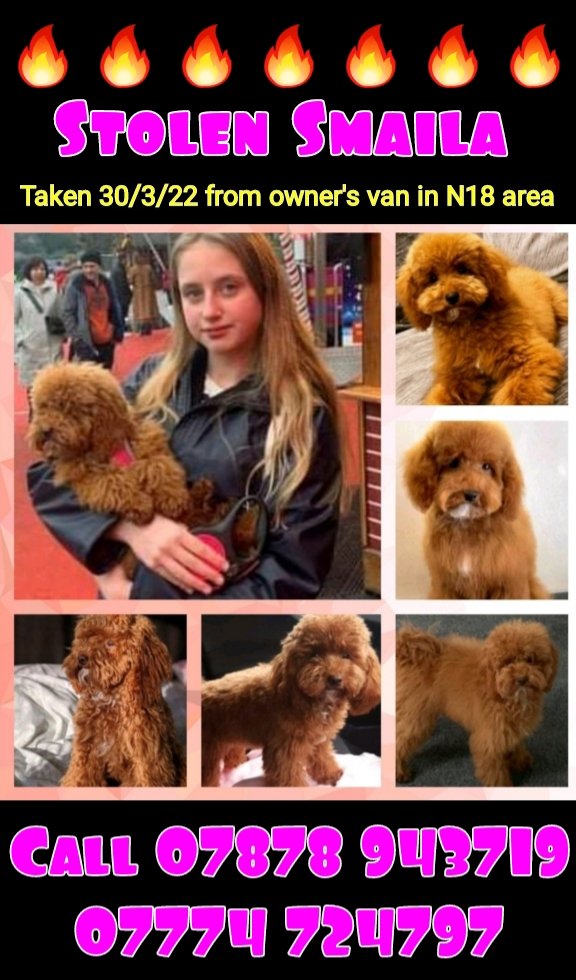 ‼️‼️WE DESPERATELY NEED YOUR HELP 
OUR LIVES, OUR SANITY AND THAT OF SMAILA DEPEND ON IT ‼️

JUST PLEASE EVERYONE SHARE THIS - WE DONT KNOW WHAT ELSE TO DO - SMAILA & OUR DAUGHTER NEED TO BE REUNITED

stolen #bestiesforever #puppylove #puppylovers #findsmaila #poodlesofinstagram