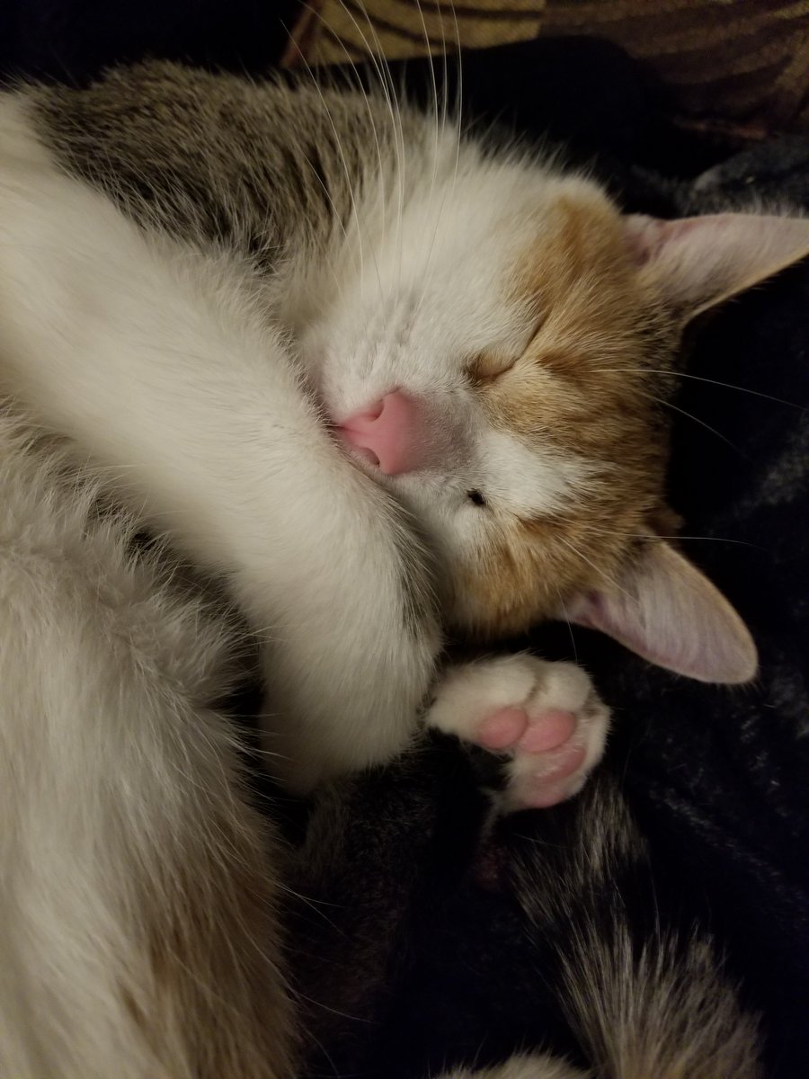 LessVestige's tweet image. This weeks schedule is here! Aaaaaaaaaaaand.. enjoy this cute picture of Lucy!