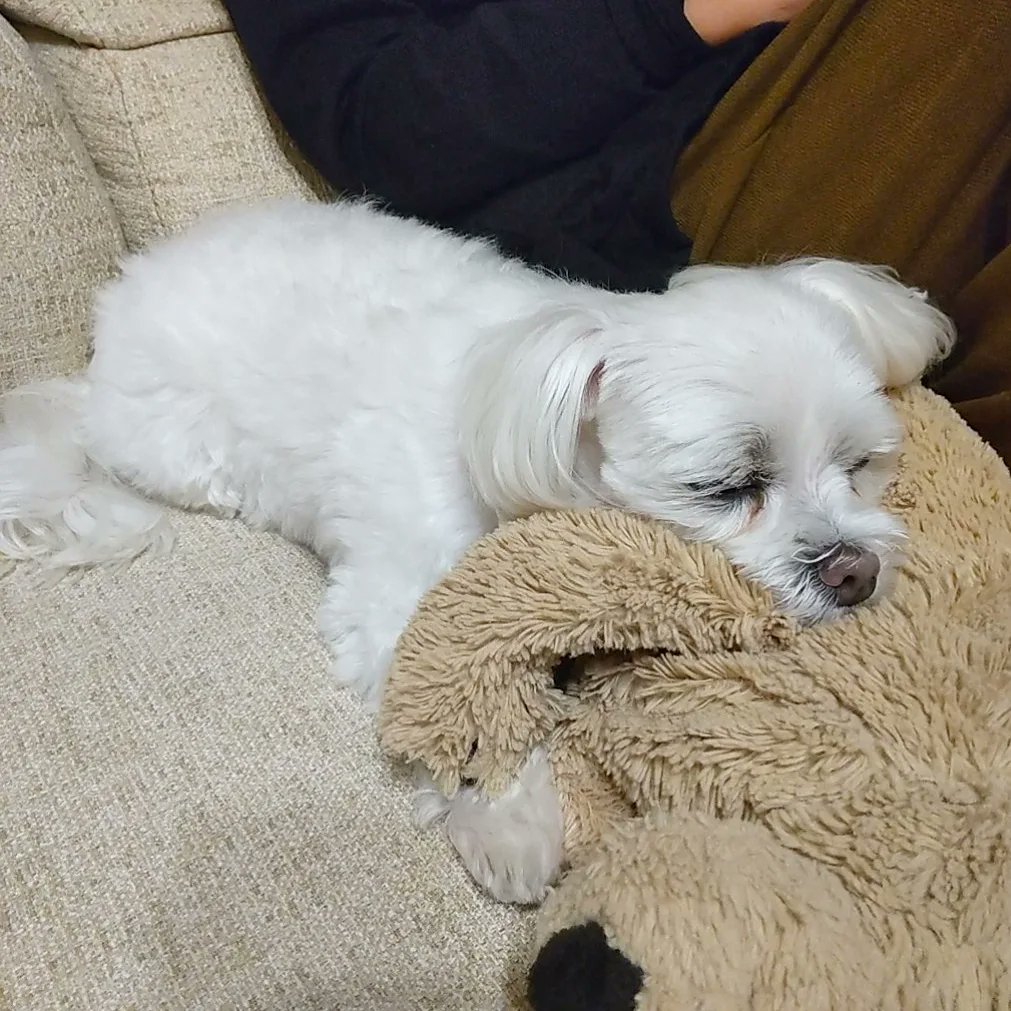 TANISHI_magic's tweet photo. 寝落ちしたむぎ。
#元保護犬 #マルチーズ #maltese #ikea #ぬいぐるみ #gosiggolden #いぬすたぐらむ #わんこ #dog #dogstagram https://t.co/DVK5fOnMgj