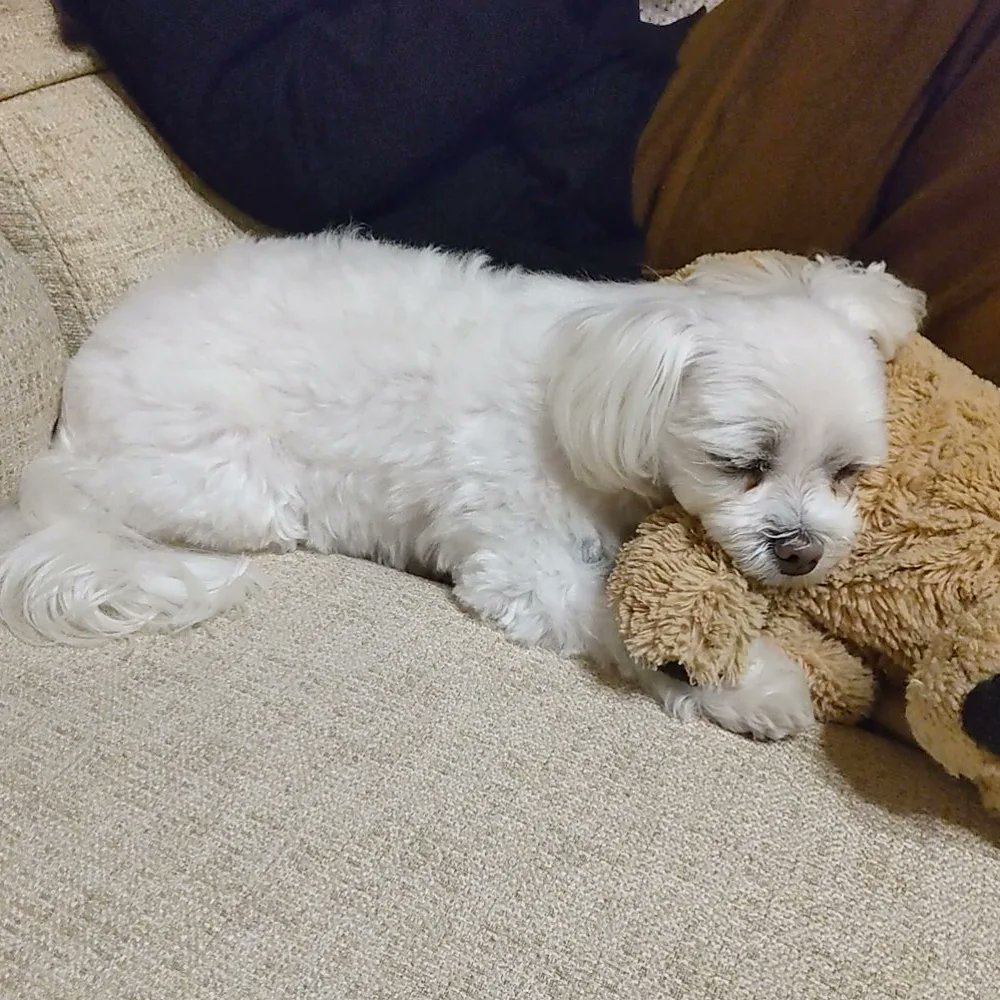TANISHI_magic's tweet photo. 寝落ちしたむぎ。
#元保護犬 #マルチーズ #maltese #ikea #ぬいぐるみ #gosiggolden #いぬすたぐらむ #わんこ #dog #dogstagram https://t.co/DVK5fOnMgj