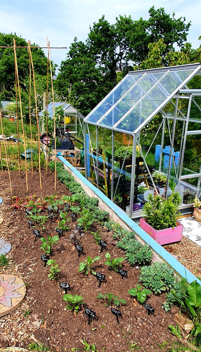 lovely_plot's tweet photo. Kicked out one half of my dahlias into to flower garden part of the plot and guess what?
They are ALL labelled 😏
The other half needs few more days to get bigger & stronger 🤩
Squashes are being kicked out on Friday, which will officially commence a #SquashWatch season 😂 https://t.co/fn78FORqnE