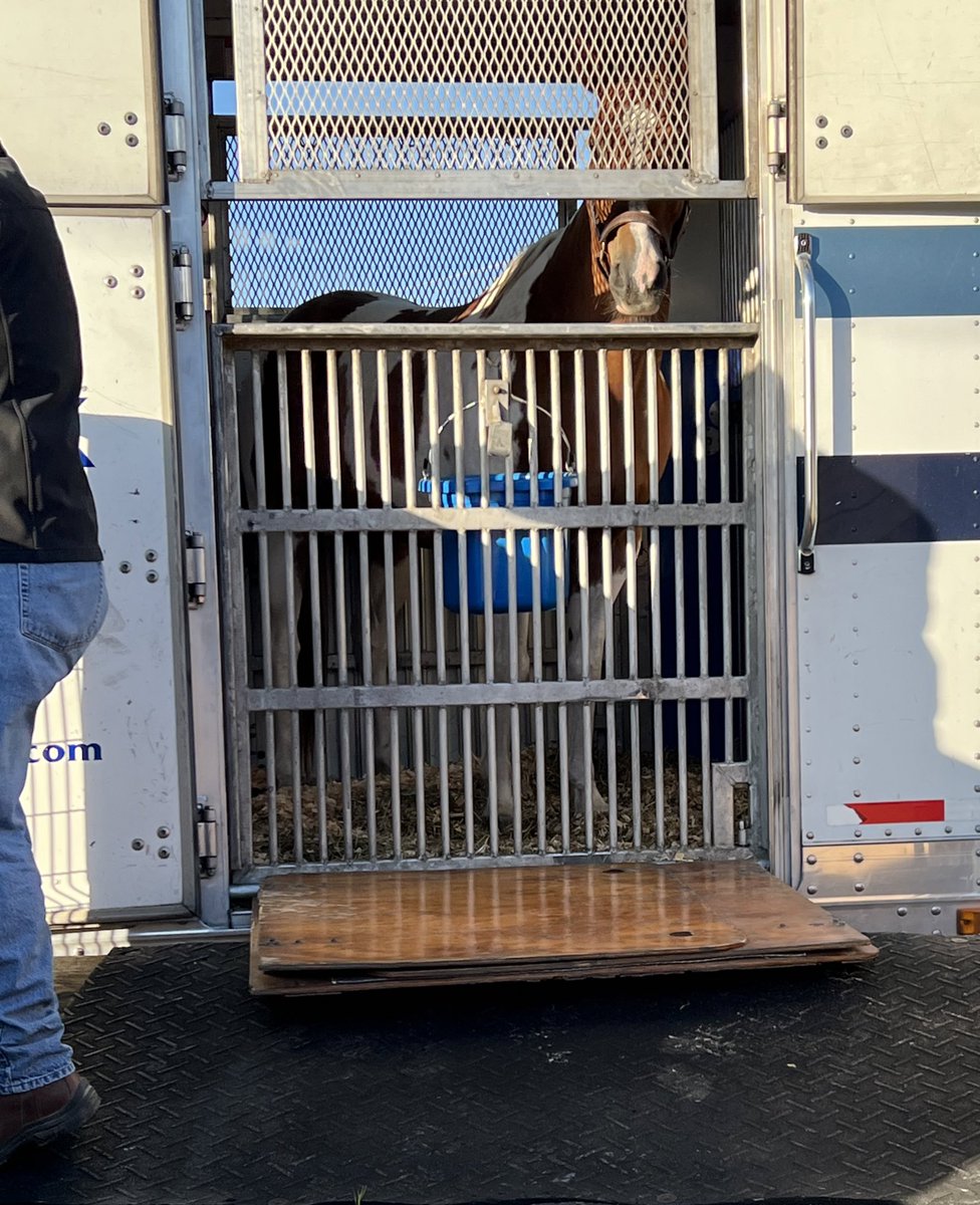 PickViewLLC's tweet photo. Chief Performance Advisor & Head Chaperone Tony The Pony ready to lead the charges off the #Brookledge Truck at @MDStateFair Timonium for the @fasigtipton Midlantic Two-Year-Olds Sale!
Weβre here, @FasigTiptonCo. https://t.co/kiqS8YQFjm